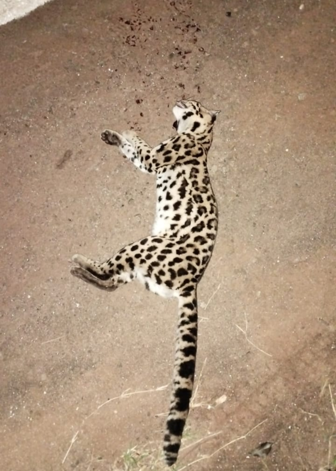 Cuidado Animal: atropellaron y mataron a un gato Margay a metros de Güira Oga