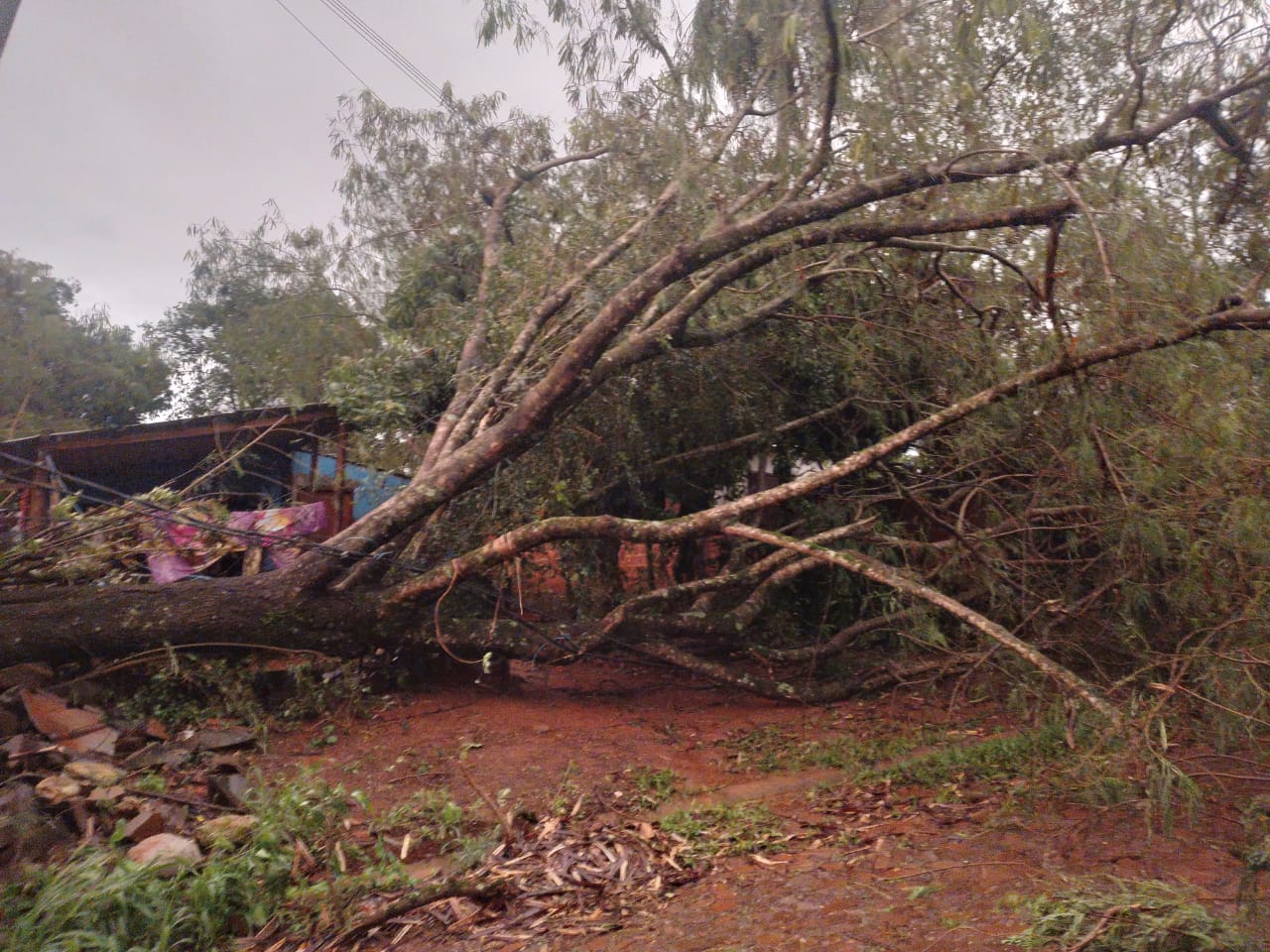 La tormenta derribo árboles y postes del tendido eléctrico en Iguazú