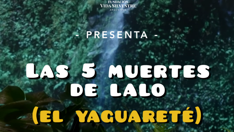 Lanzan un musical para concientizar sobre la situación del Yaguareté en la Argentina