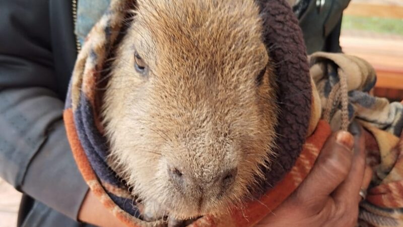 Wanda: Resguardaron a un carpincho que apareció en la vía pública