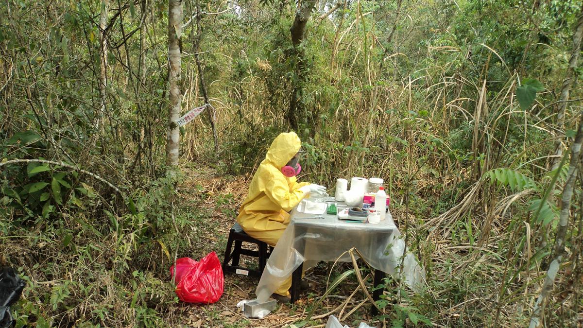 En el INMET estudian qué roedores son reservorios de Hantavirus en el Parque Nacional de Iguazú