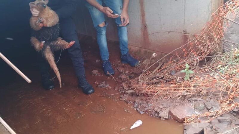 Rescatan un pequeño oso melero de una alcantarilla en Comandante Andresito