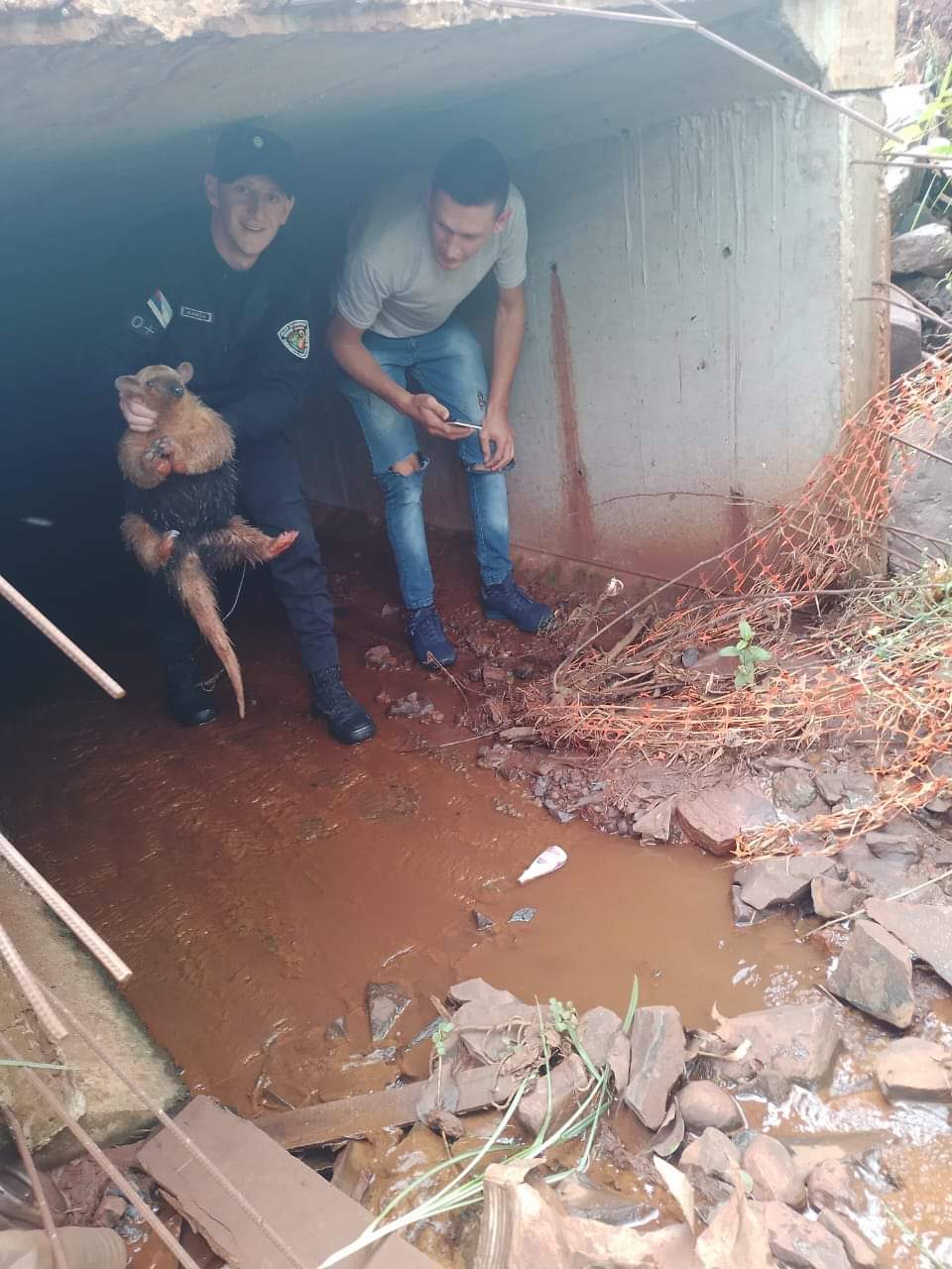 Rescatan un pequeño oso melero de una alcantarilla en Comandante Andresito