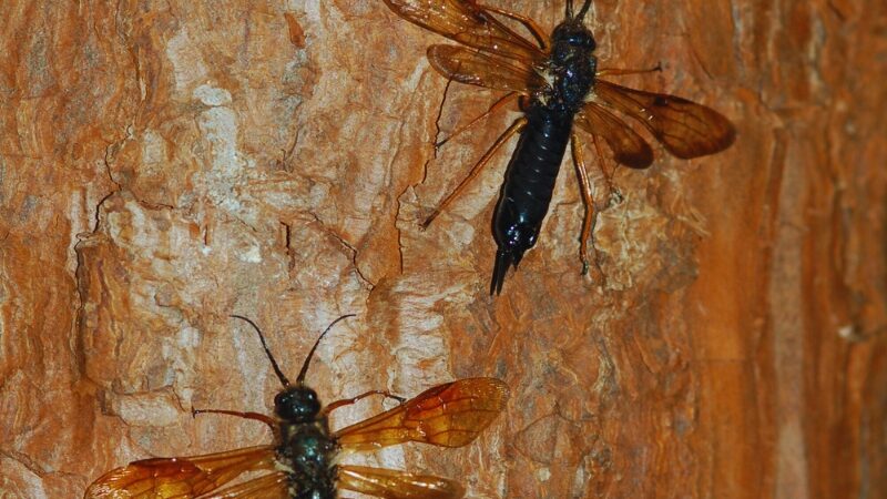 Promueven un biocontrolador para combatir a la avispa barrendera que afecta a los pinos adultos