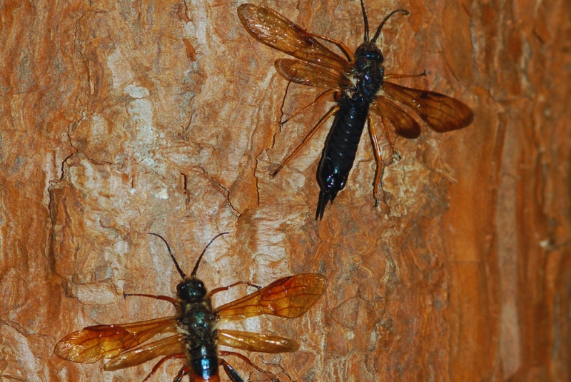 Promueven un biocontrolador para combatir a la avispa barrendera que afecta a los pinos adultos