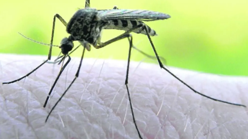 Misiones y la Región en alerta por un brote de la fiebre Mayaro en Brasil