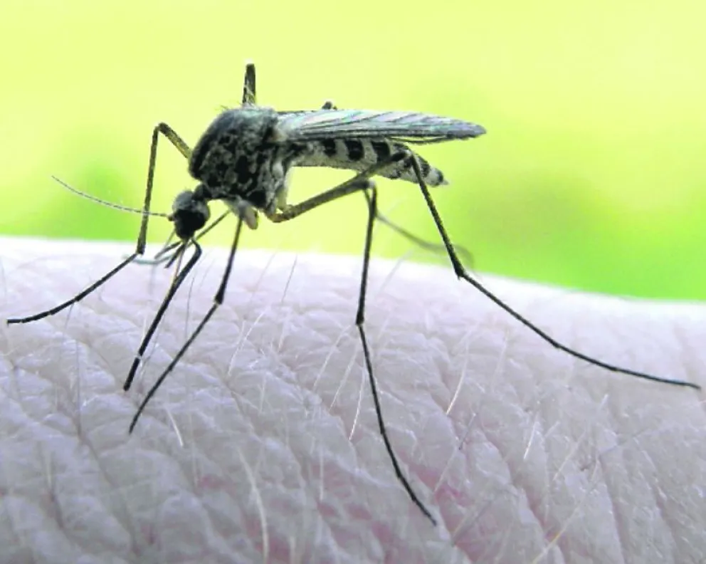 Misiones y la Región en alerta por un brote de la fiebre Mayaro en Brasil