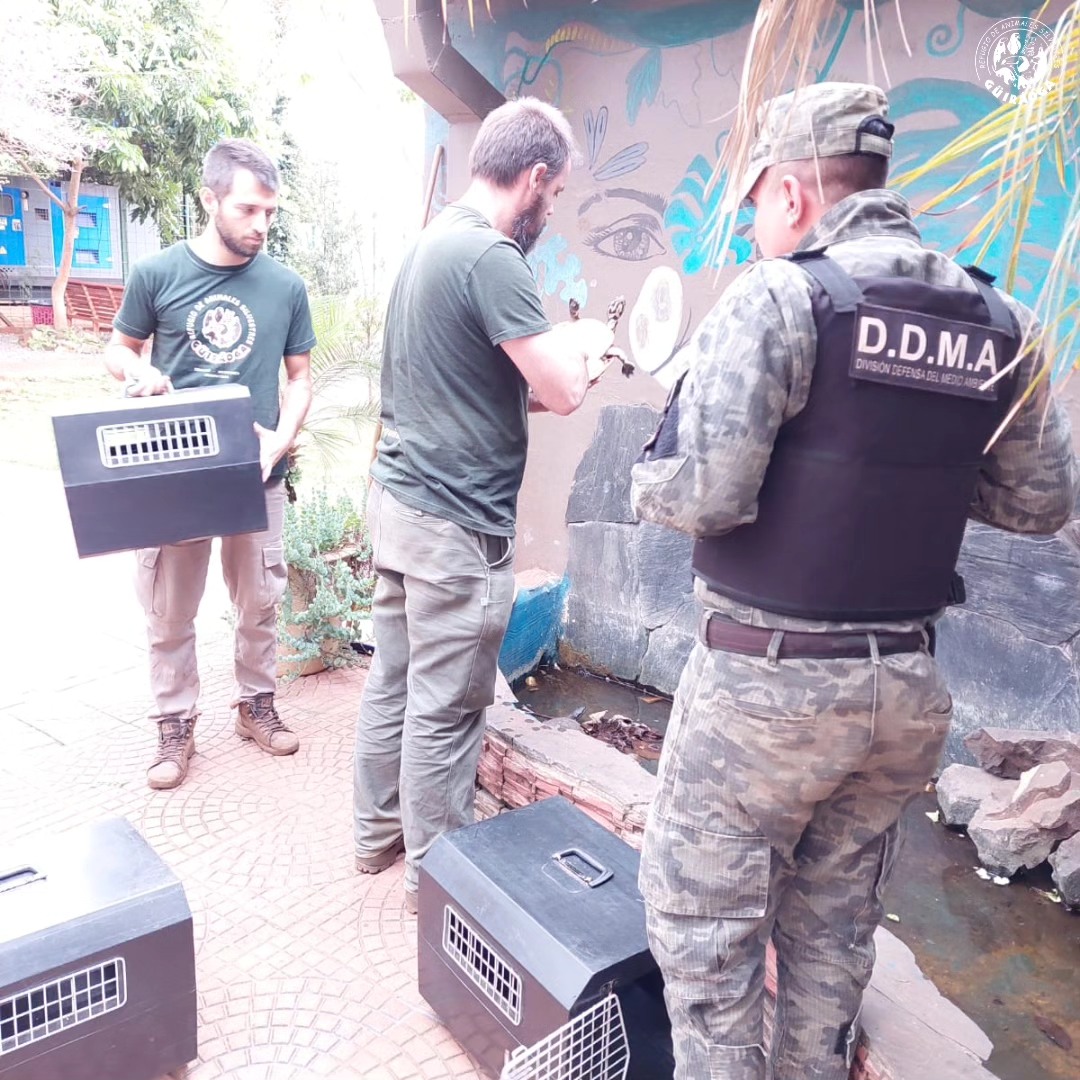 Tras la denuncia de turistas, rescataron tortugas que estaban en un estanque en un hotel de Iguazú