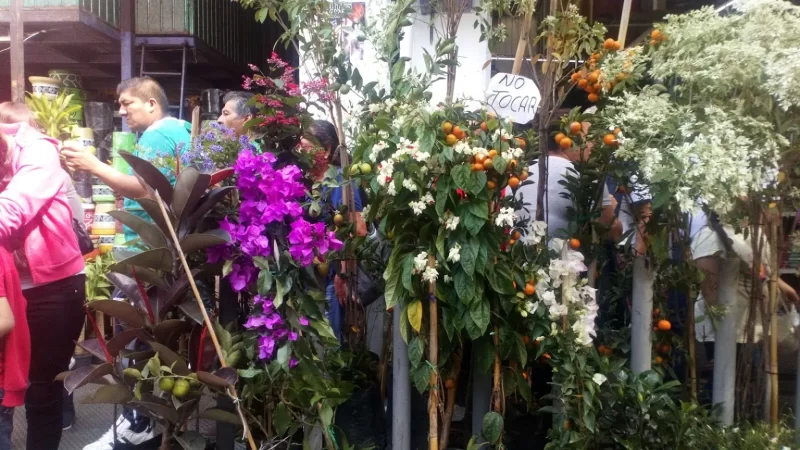 Ya están disponibles las entradas para la Fiesta Nacional de la Orquídea y Provincial de la Flor 2023