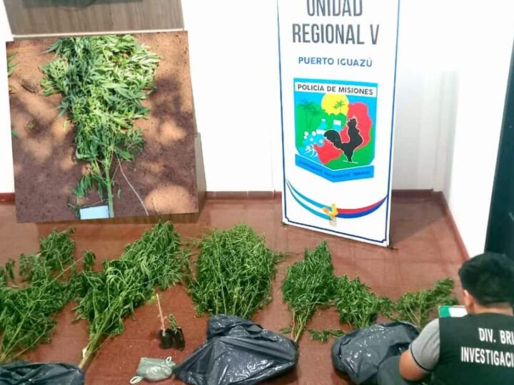Puerto Iguazú: Hallaron una plantación de marihuana en las territorio mbya en las 600 hectáreas