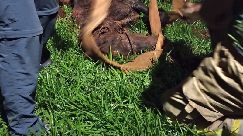 Con ayuda de una retroexcavadora rescataron a un equino de un pozo