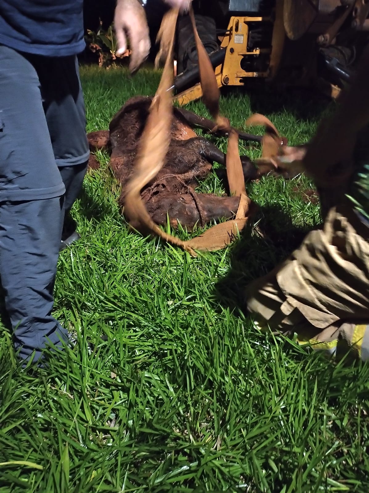 Con ayuda de una retroexcavadora rescataron a un equino de un pozo