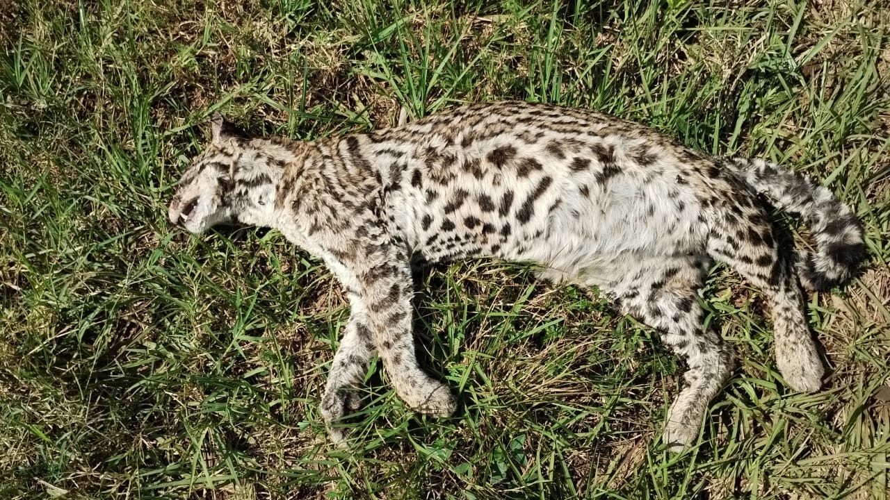 Encontraron sin vida a un ocelote al costado de la ruta 101 en Comandante Andresito