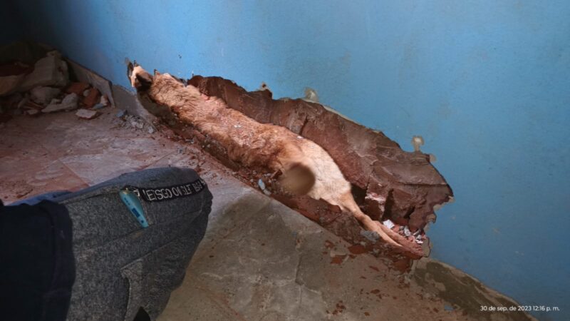 Bomberos rescató a un perro quedó atrapado entre dos paredes
