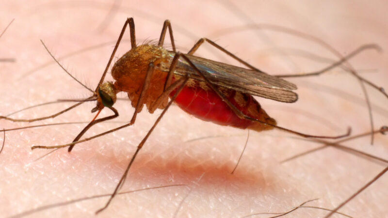 Ciudad del Este en alerta tras la confirmación de un caso de malaria