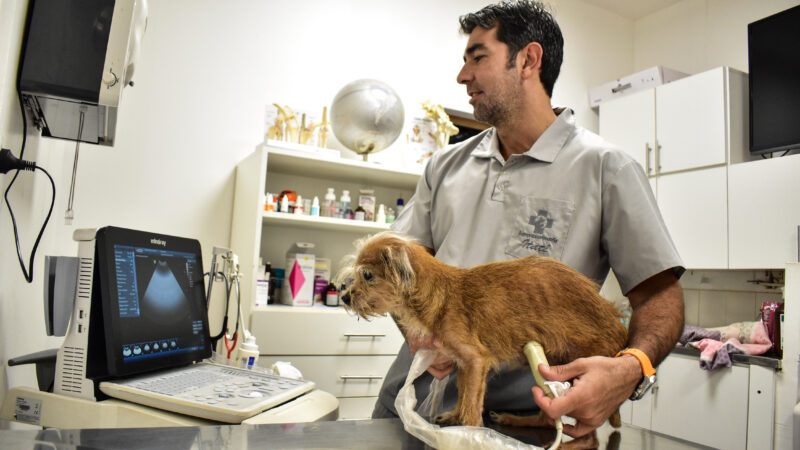 Más de 500 veterinarios se reunirán en Iguazú bajo la temática enfermedades subtropicales