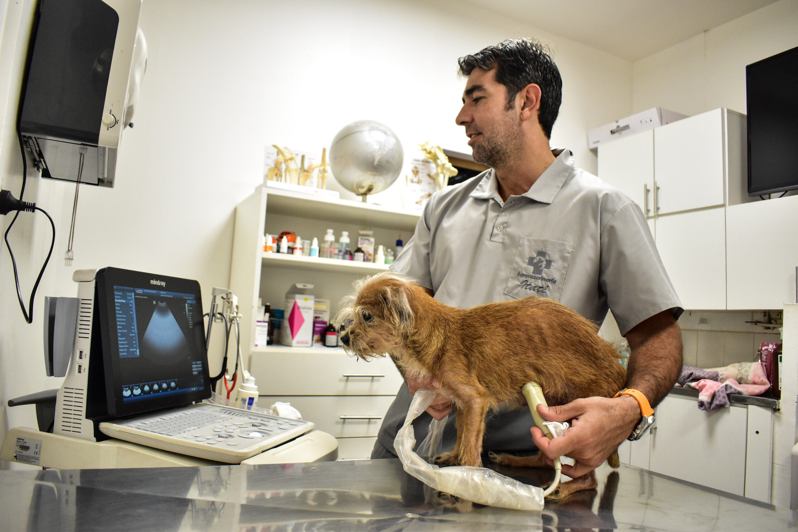 Más de 500 veterinarios se reunirán en Iguazú bajo la temática enfermedades subtropicales
