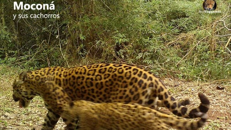 Cámaras trampa de Red Yaguareté captaron a Moconá paseando con sus cachorros