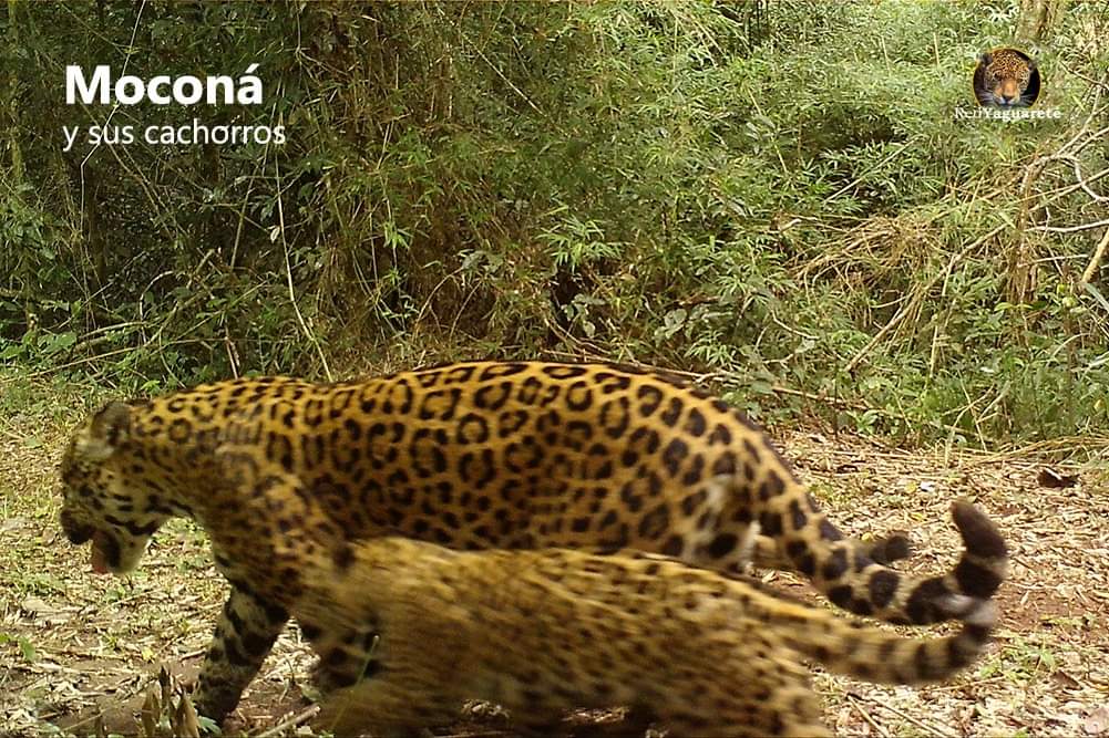 Cámaras trampa de Red Yaguareté captaron a Moconá paseando con sus cachorros