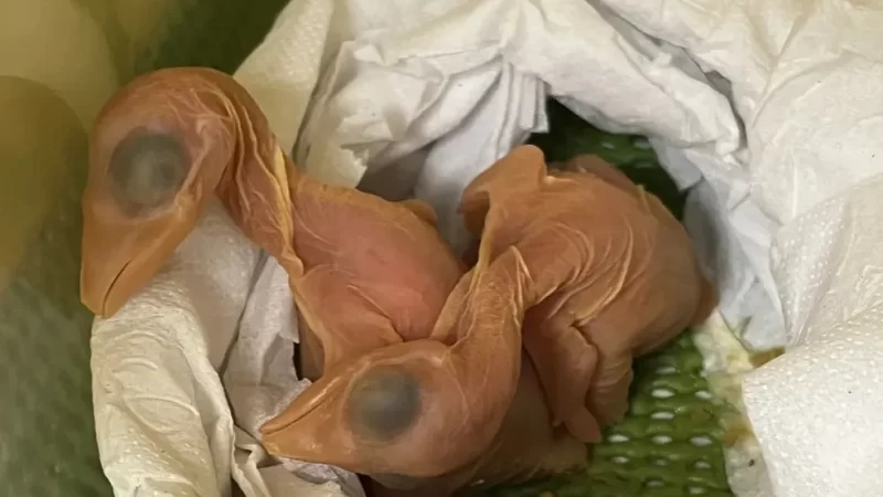 Nacieron 5 aves de los huevos incautados a una argentina en el aeropuerto de Foz