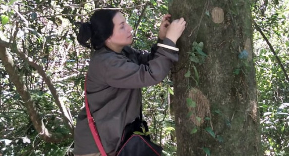 Alto nivel de conservación de árboles nativos en la Parcela Permanente de Investigación