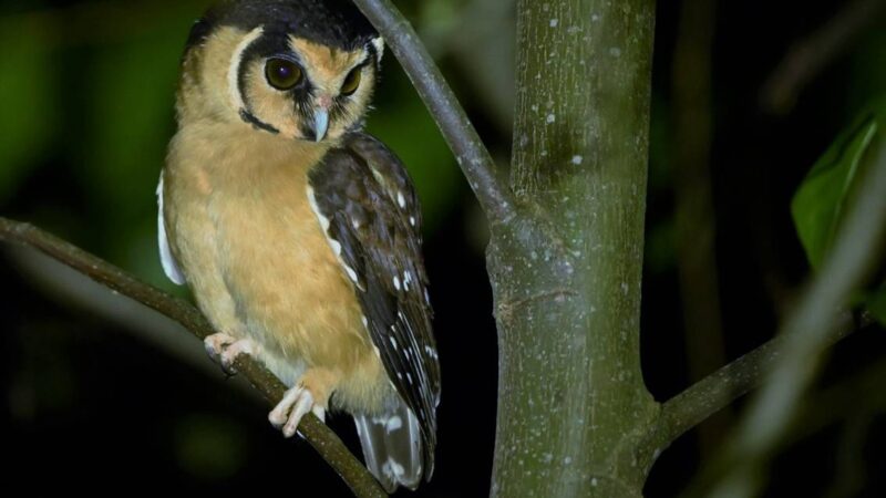El tercer Happy Hour Científico del año en Iguazú tratara sobre la importancia de las lechuzas
