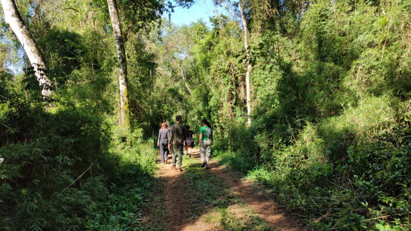 Ley de Bosques: Nación designa solo 300 pesos anuales por hectárea para el cuidado de los bosques