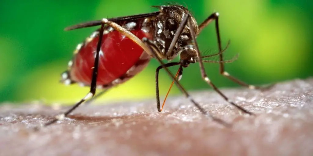 Falleció una beba de cinco meses por dengue, en Posadas