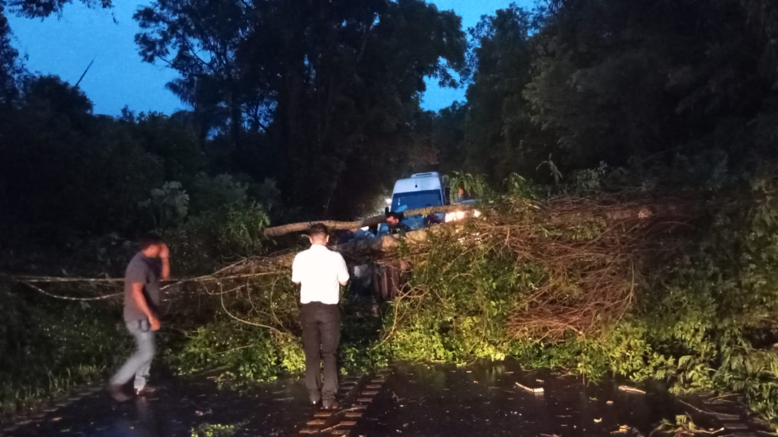 Cayó un árbol e interrumpió el acceso al aeropuerto Mayor Eduardo Krause