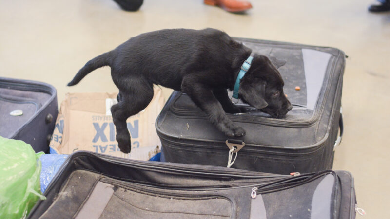 Una nueva tanda de cachorros de la aduana comenzó con actividades de entrenamiento