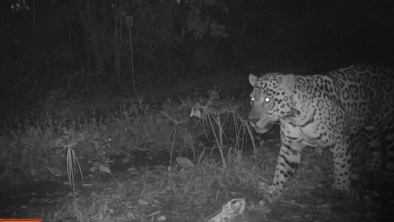Captaron a Boyrá paseando dentro del Parque Nacional Iguazú