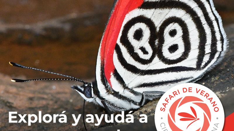 Invitan a los amantes de la naturaleza a participar del “Safari de Verano”