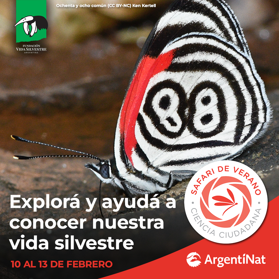 Invitan a los amantes de la naturaleza a participar del “Safari de Verano”