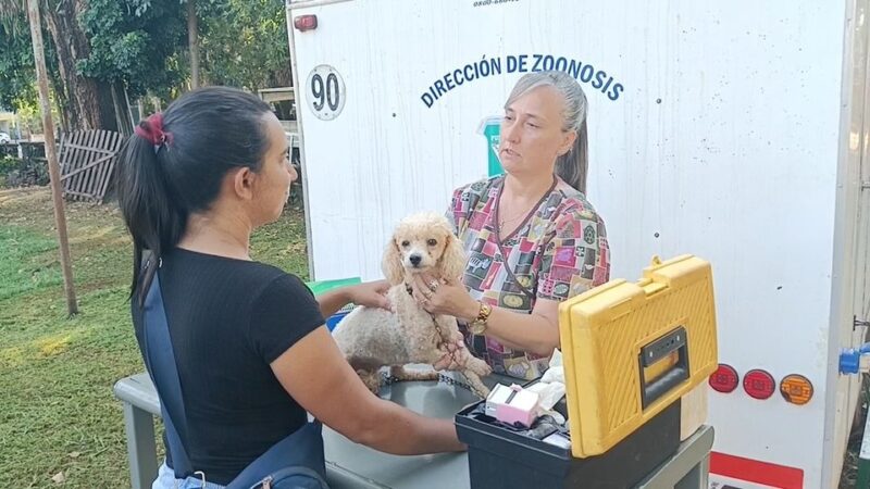 Iguazú: Zoonosis municipal castró a 648 perros durante todo el 2023