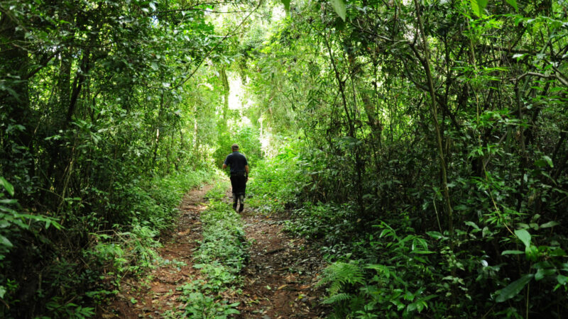 Proponen caminatas guiadas por el Moconá para conectar con la naturaleza