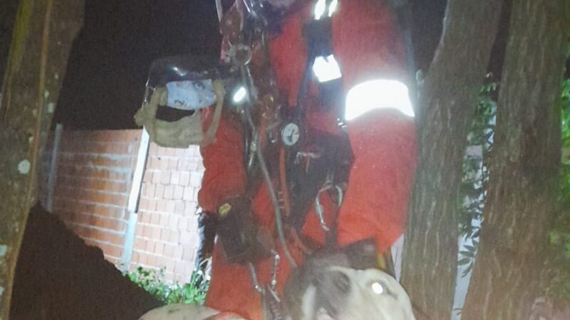 Bomberos rescataron a Panda que cayó en un pozo en las 2.000 hectáreas