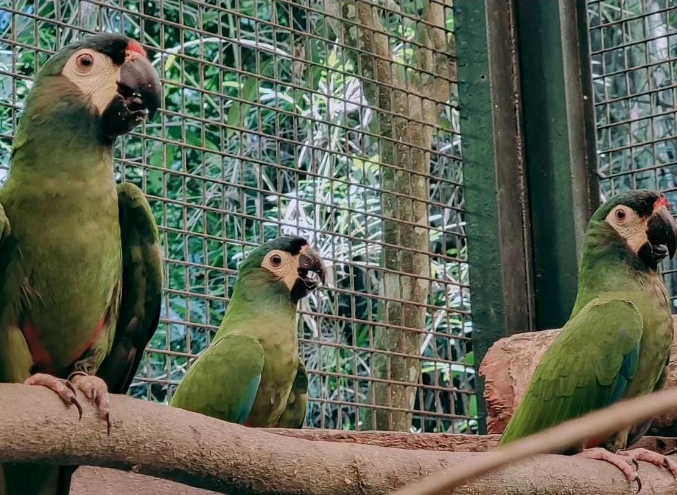 Ex empleado ingresó a Güira Oga y provocó el escape de 2 aves en peligro de extinción