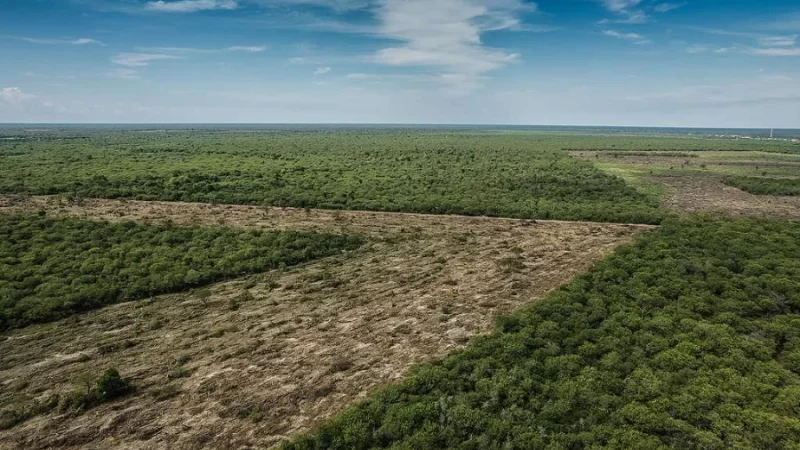 Debatirán en Iguazú sobre la nueva Regulación sobre Deforestación de la Unión Europea