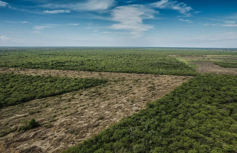 Debatirán en Iguazú sobre la nueva Regulación sobre Deforestación de la Unión Europea