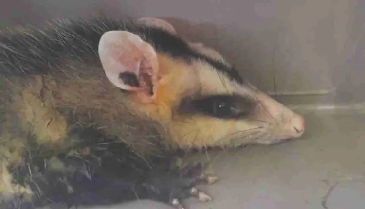 Detienen a hombre con dos zarigüeyas mientras cruzaba el Puente de la Amistad