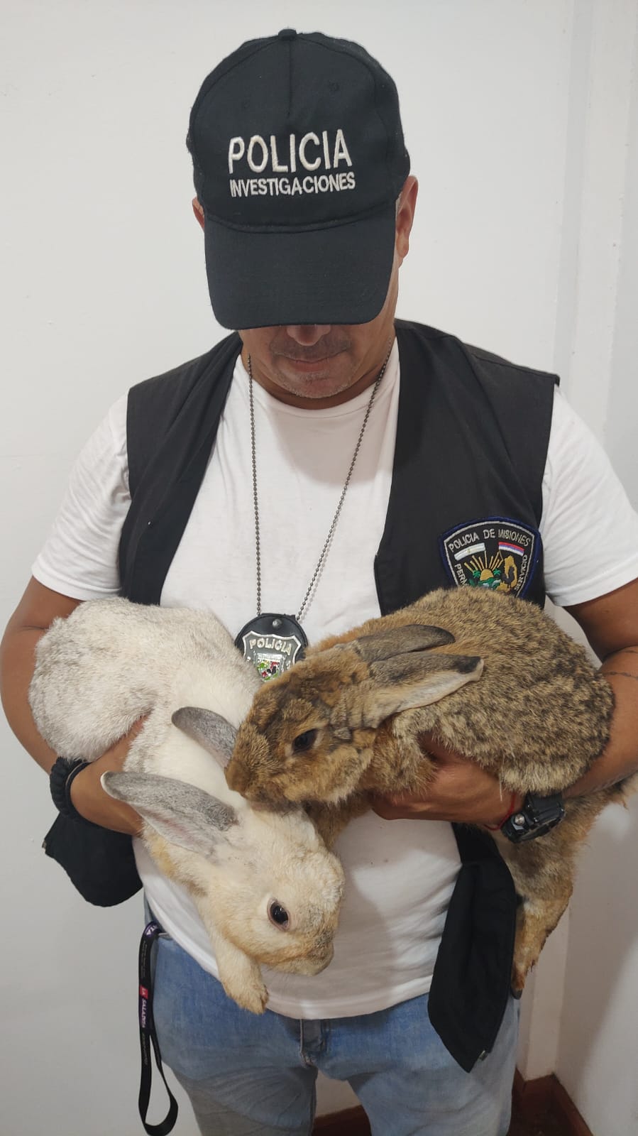 Puerto Iguazú: Recuperaron objetos sustraídos y rescataron a los conejos, Stuart y a Fiona