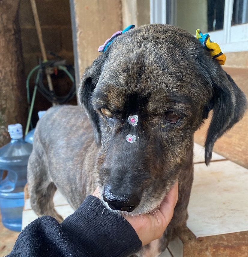 Tras la golpiza Panki perdió un ojo, pero esta resguardada con su nueva familia