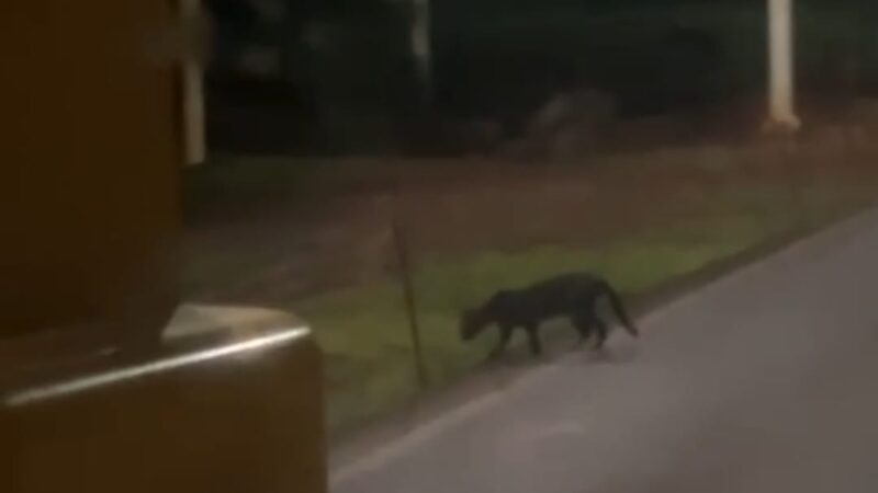Captaron a un felino que cruzó la ruta en el acceso al aeropuerto de Iguazú