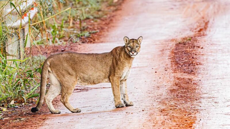 El fotógrafo de naturaleza Emilio White captó esta mañana a un Puma en la ruta 101