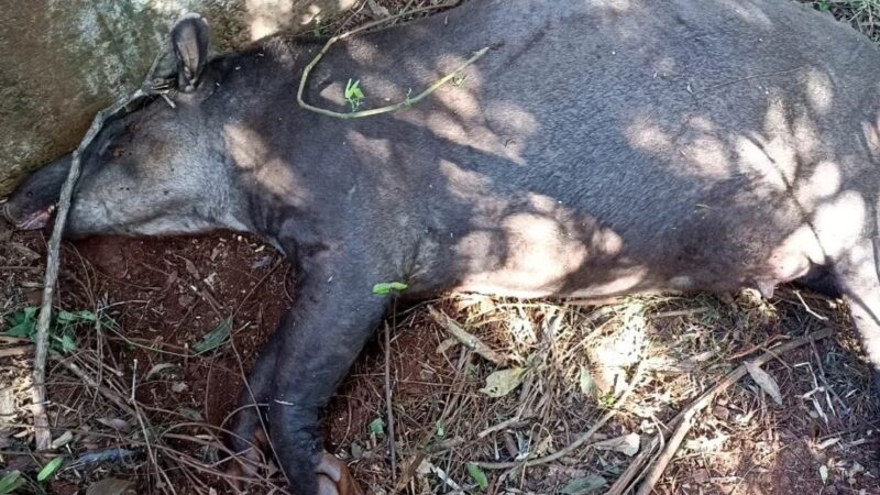 Atropellaron a un ejemplar de tapir que estaba preñada y a su cria en la ruta 19