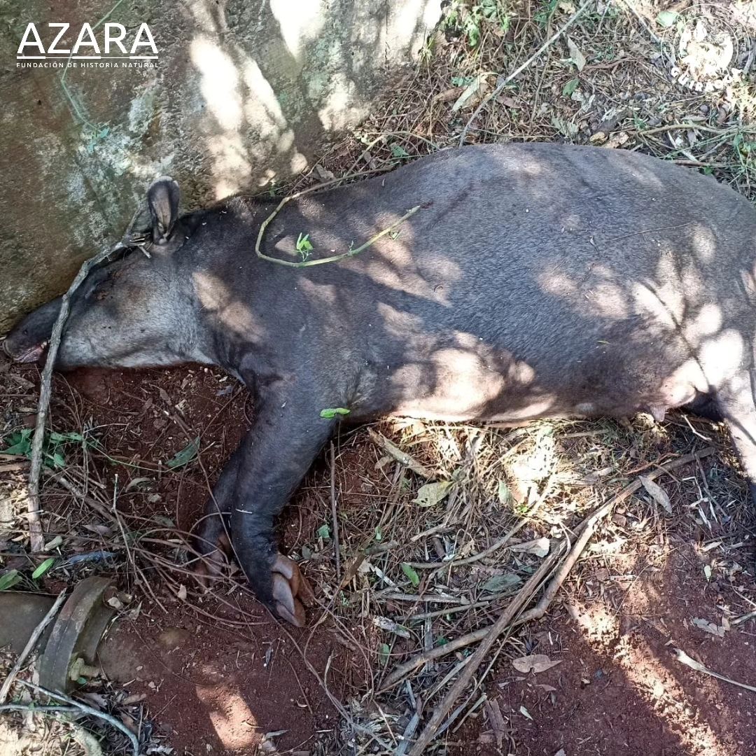 Atropellaron a un ejemplar de tapir que estaba preñada y a su cria en la ruta 19