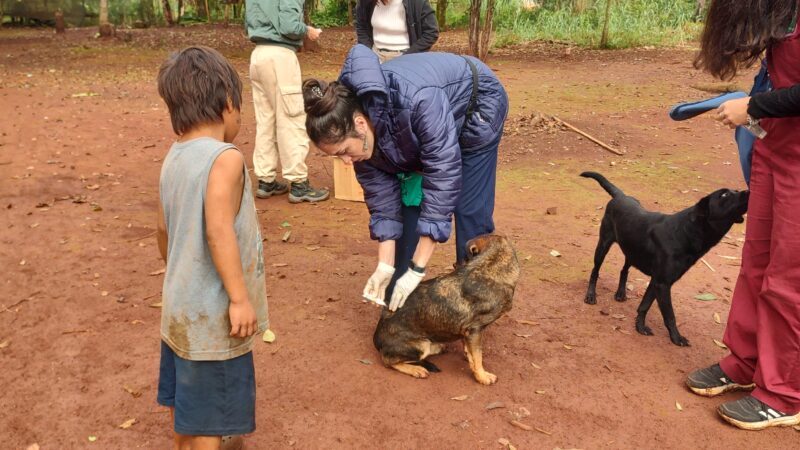 En la segunda visita los veterinarios encontraron a las mascotas de la comunidad Mbya en mejor estado