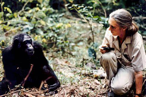 Jane Goodall brindara una conferencia en Iguazú y los cupos ya están completos