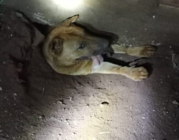 Bomberos rescataron a una perrita y acudieron a un principio de incendio