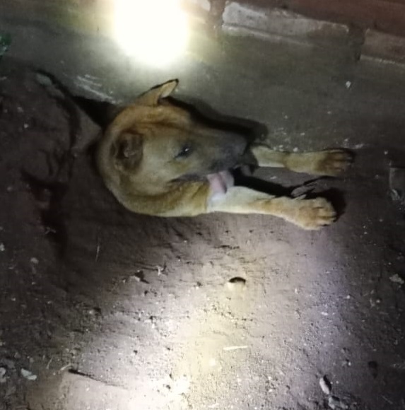 Bomberos rescataron a una perrita y acudieron a un principio de incendio
